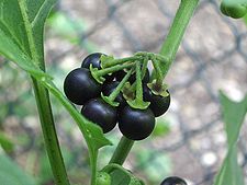 Solanum nigrum - Black Nightshade - kakamanchi